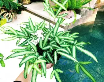 pteris cretica gift ribbon pot