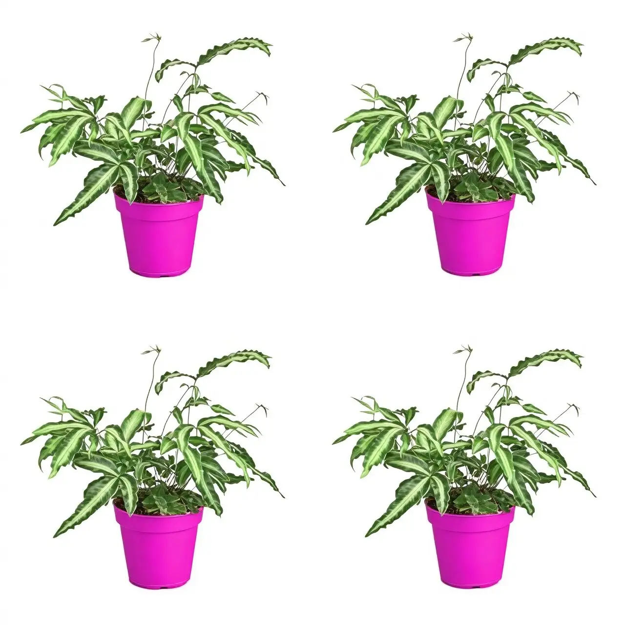 Pteris cretica repotting bark perlite