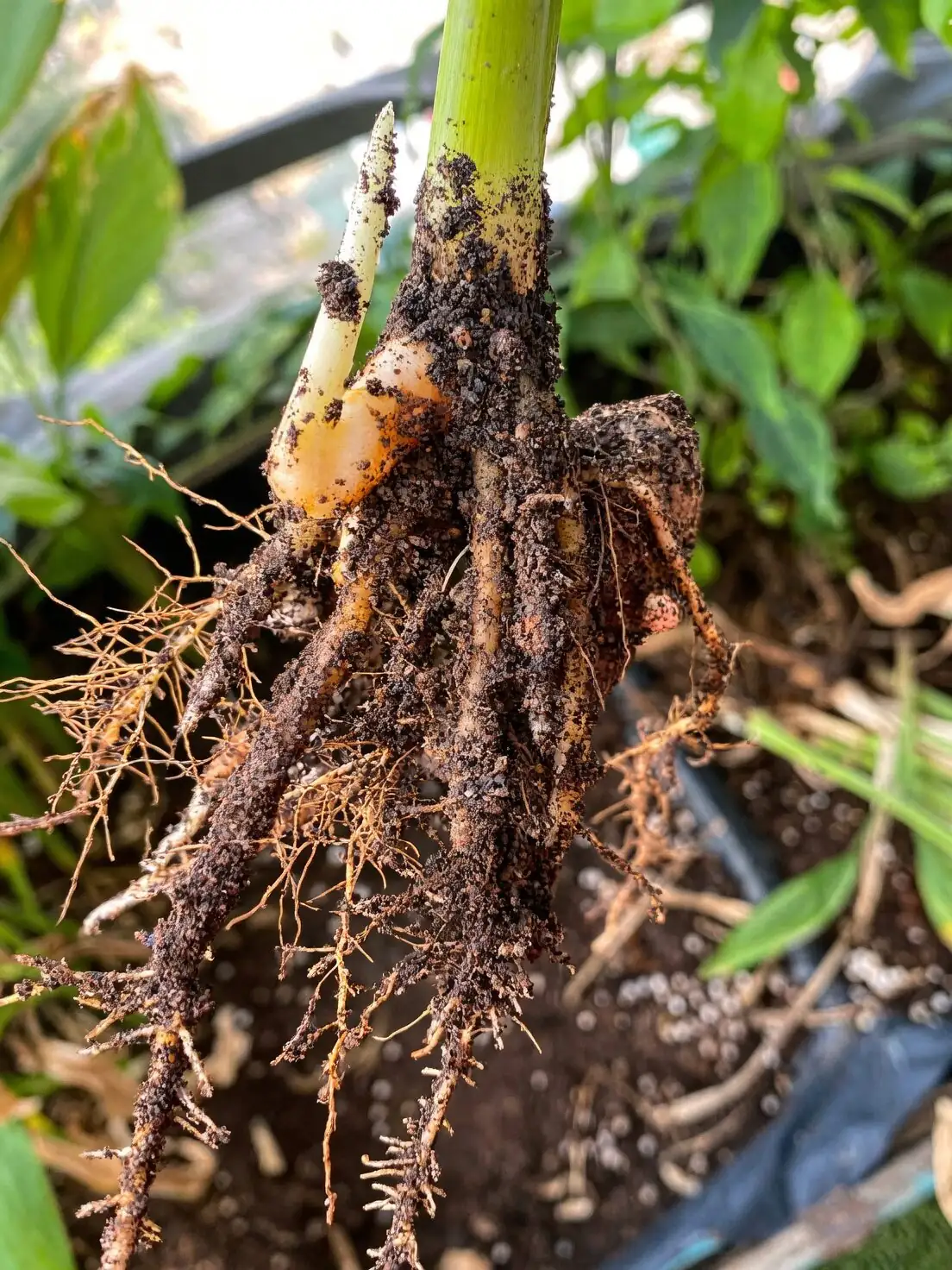 pteris cretica rhizome cut close-up