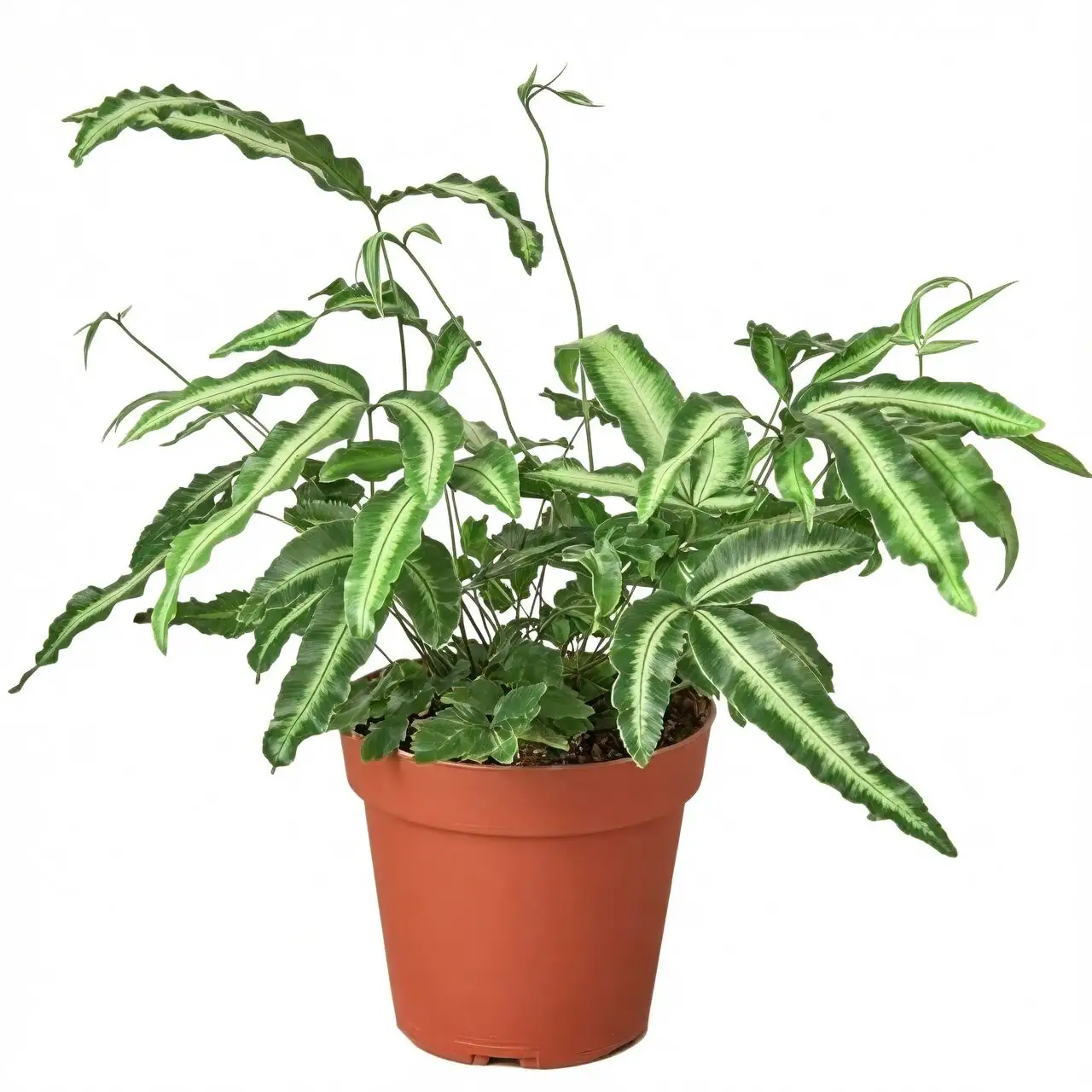 pteris cretica gametophytes in container