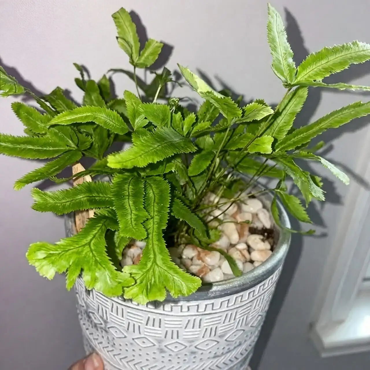 pteris cretica asplenium fittonia bowl