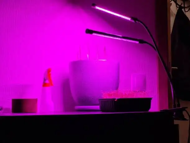 pteris cretica LED grow light