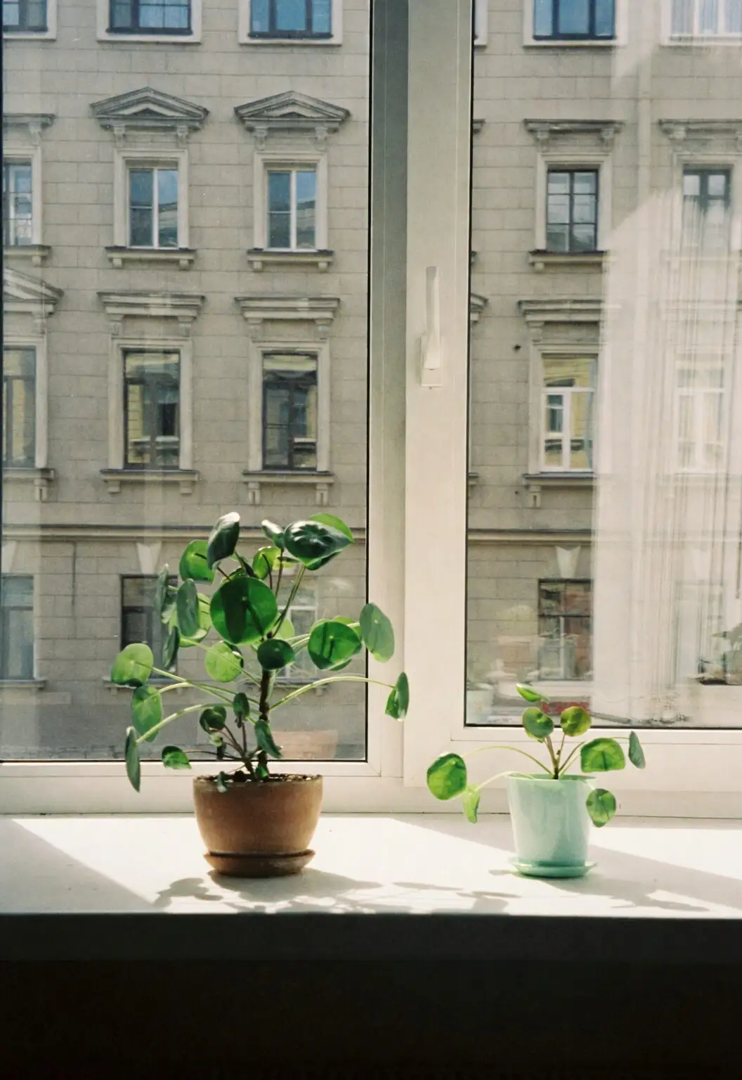 Shop Like a Botanist: Pick a Thriving Pteris cretica and Dodge Pest Stowaways