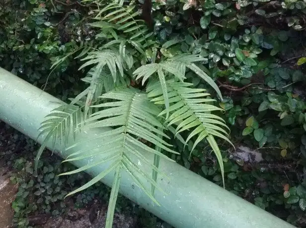 chinese brake fern variegated frond close-up