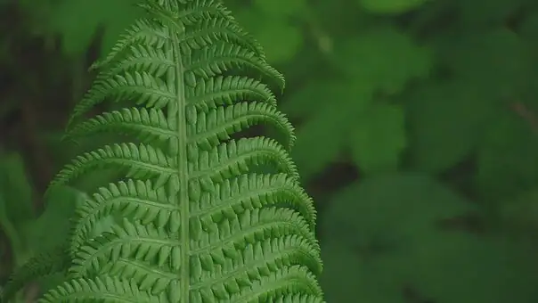 chinese brake fern watering can