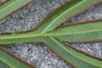 pteris cretica spider mites underside