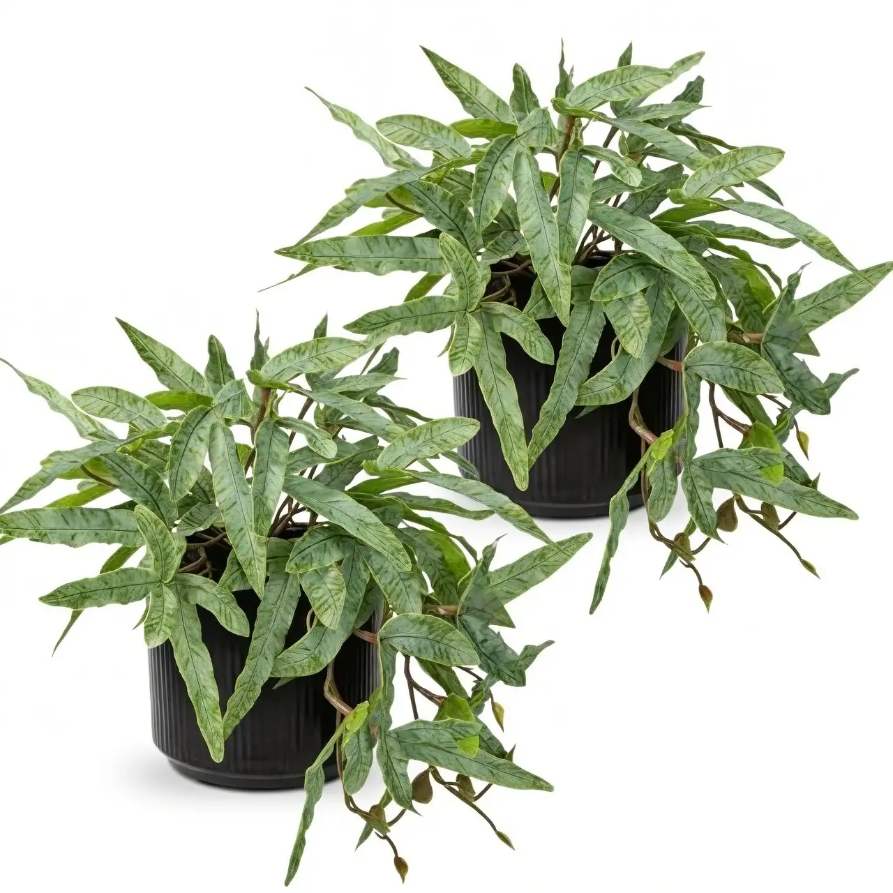 pteris cretica indoor plant stands