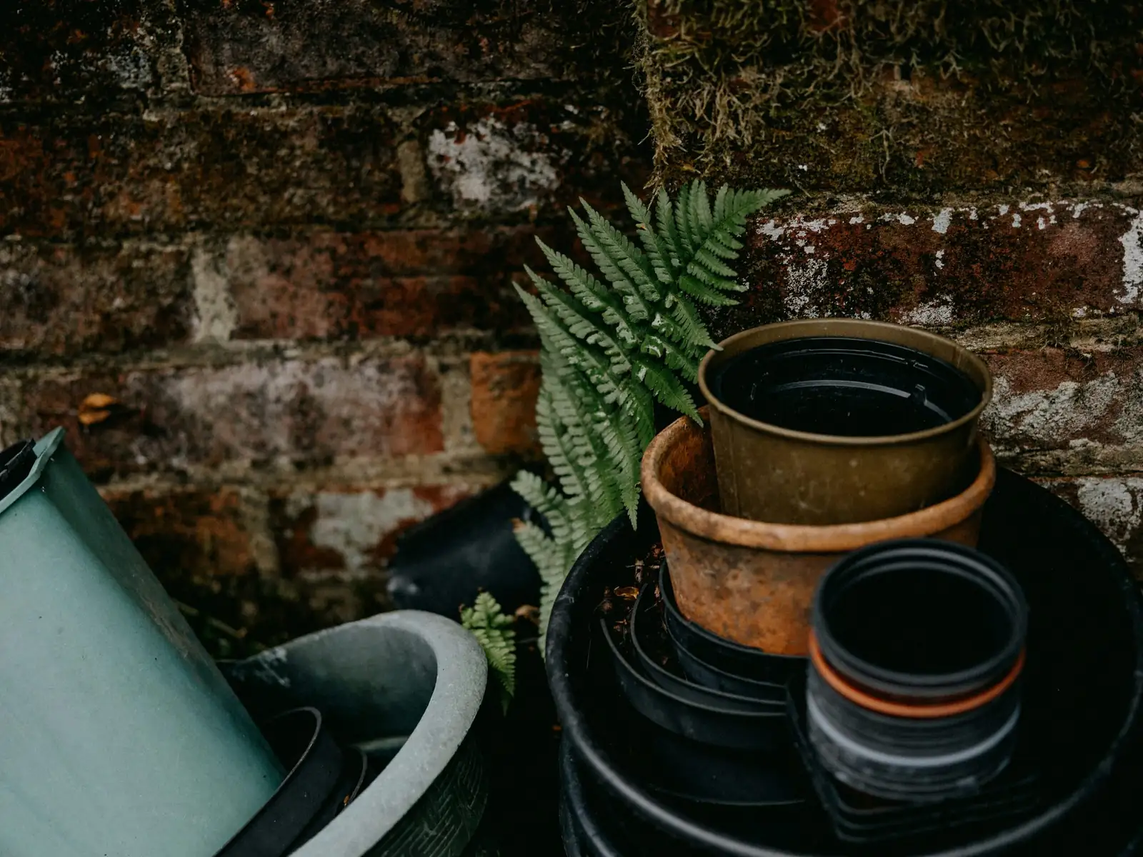 pteris cretica terracotta pot pebble tray