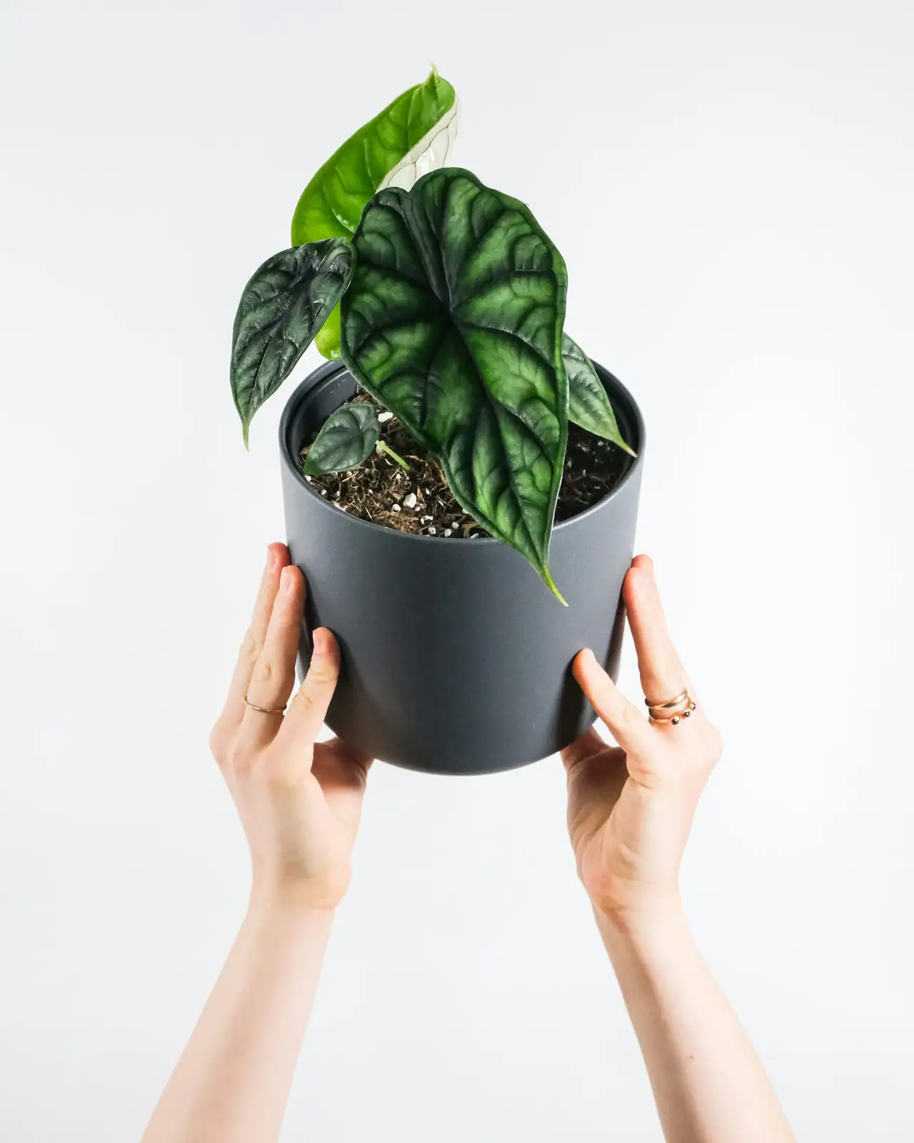 pteris cretica root division hands
