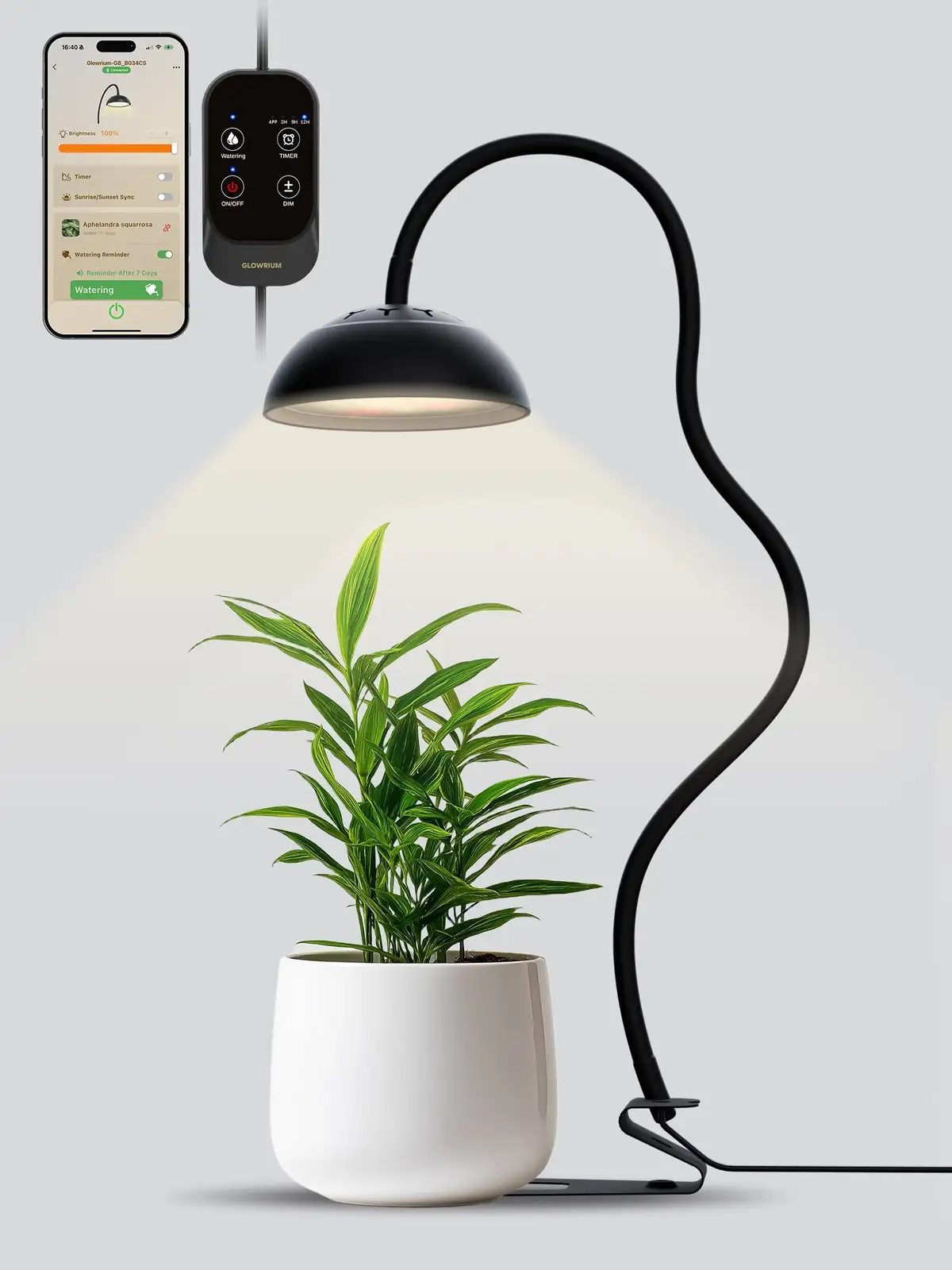 Pteris cretica under desk lamp