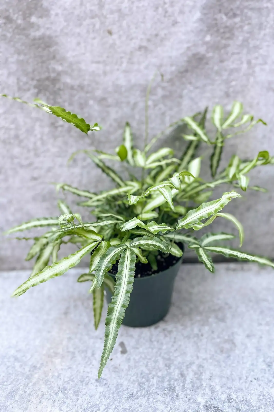 Pteris cretica watering along rim
