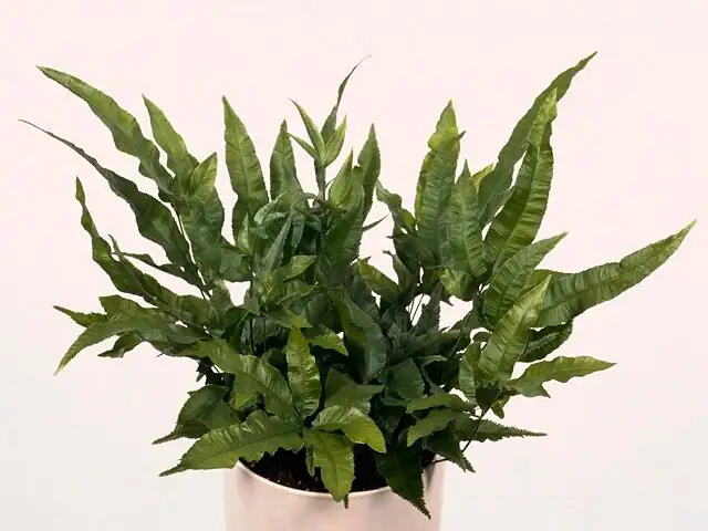 pteris cretica watering long spout