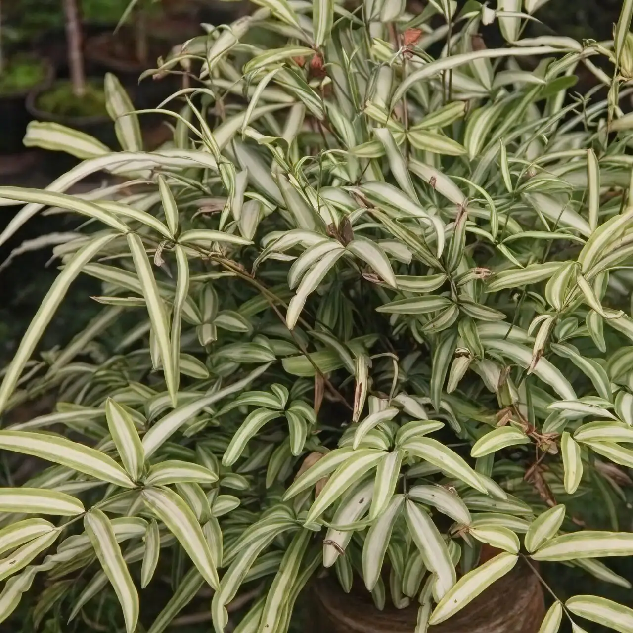 pteris cretica potting mix perlite