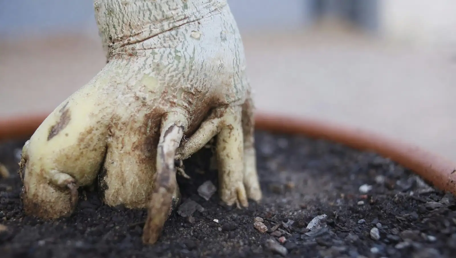 pteris cretica root pruning
