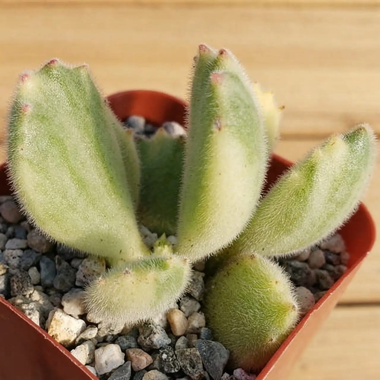 SOS for Spotty Paws: Mealybugs, Rot, and Rust—Fast Fixes That Actually Work