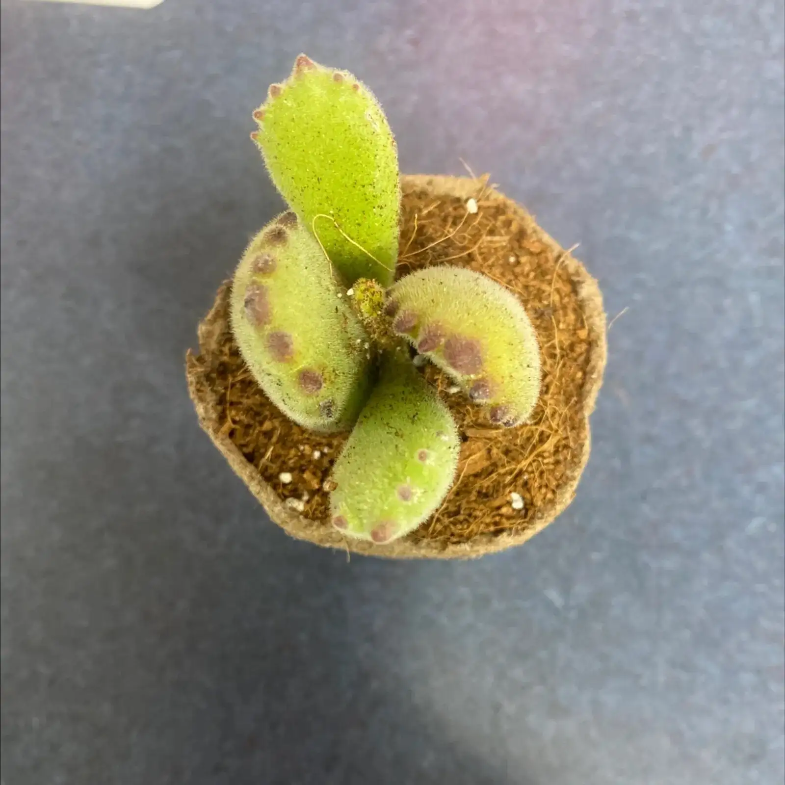 bear's paw succulent overwatered mushy leaves