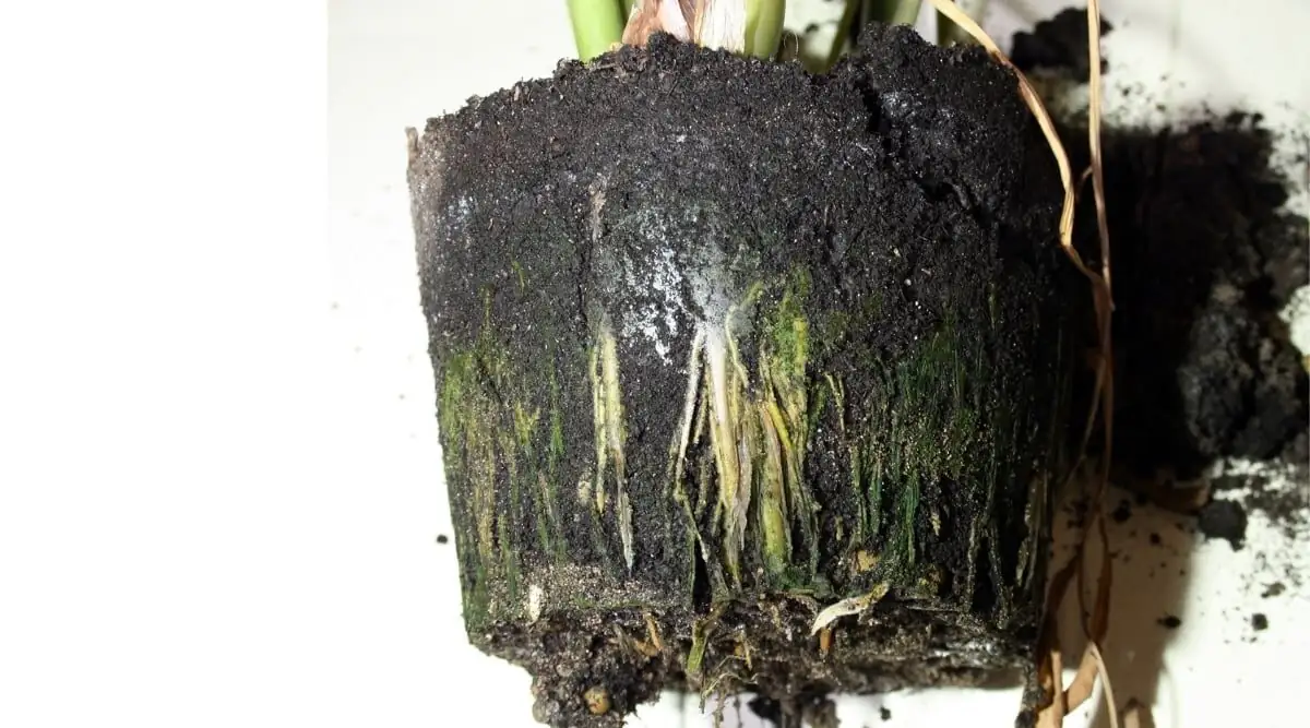 cotyledon tomentosa root rot roots close-up