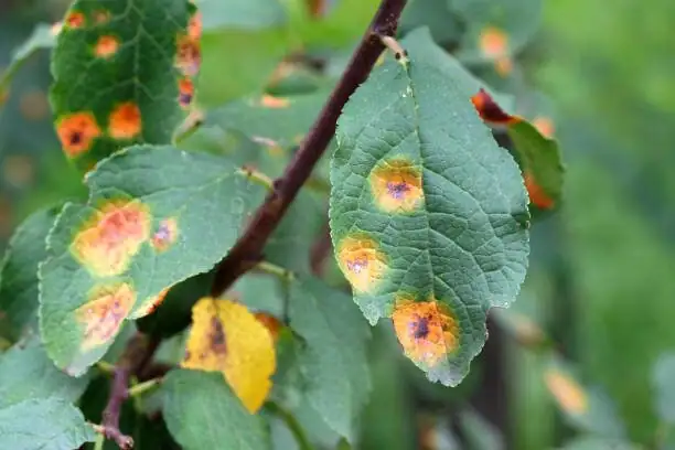 bear's paw succulent leaf rust spots