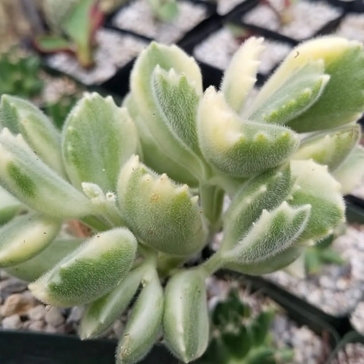 bear's paw succulent mealybugs close-up