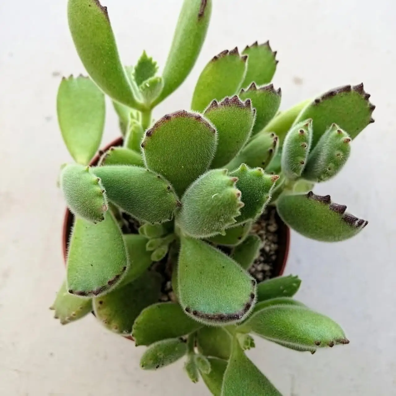 From Karoo Scrublands to Your Windowsill: The Wild Backstory of Bear’s Paw