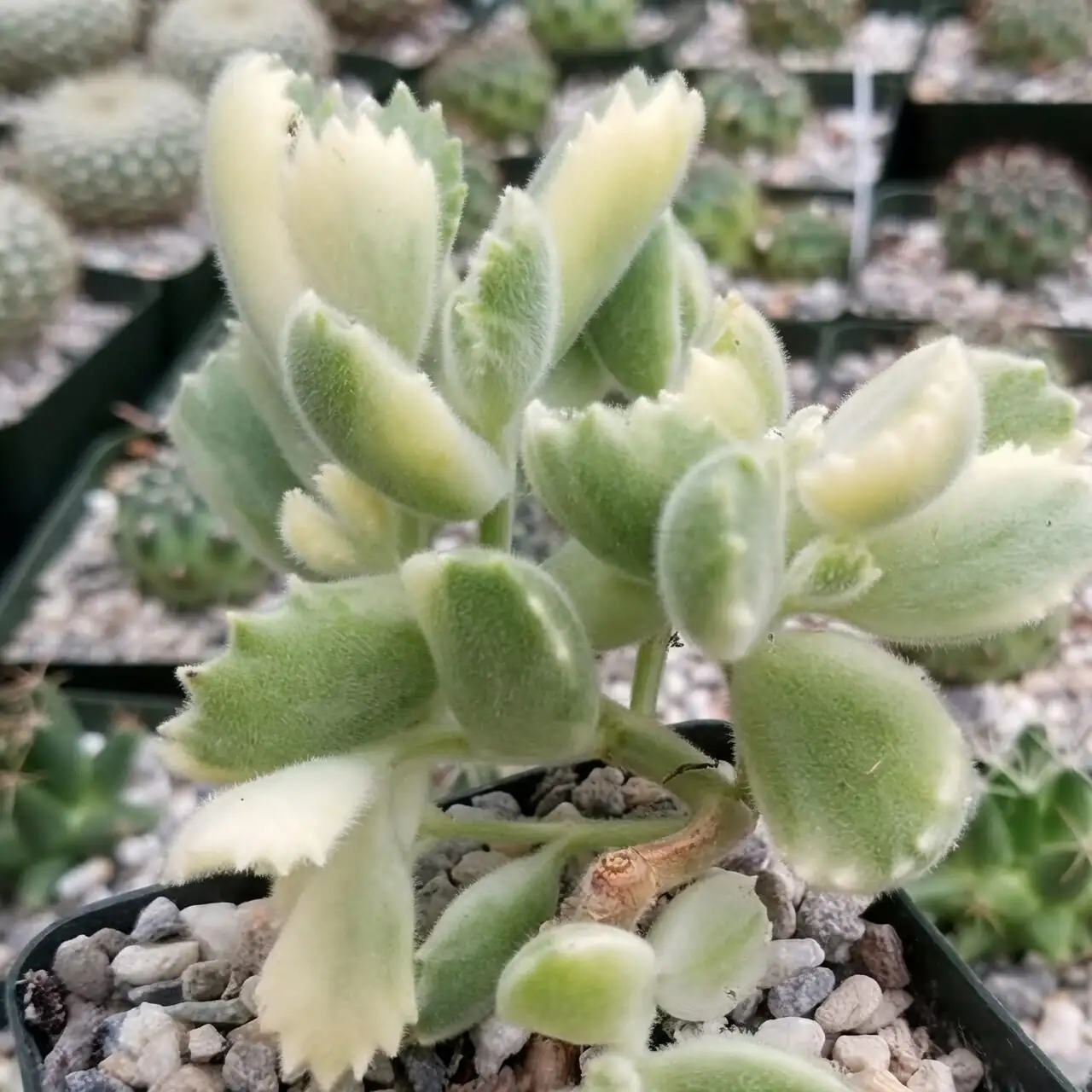 bear's paw succulent rocky Karoo habitat