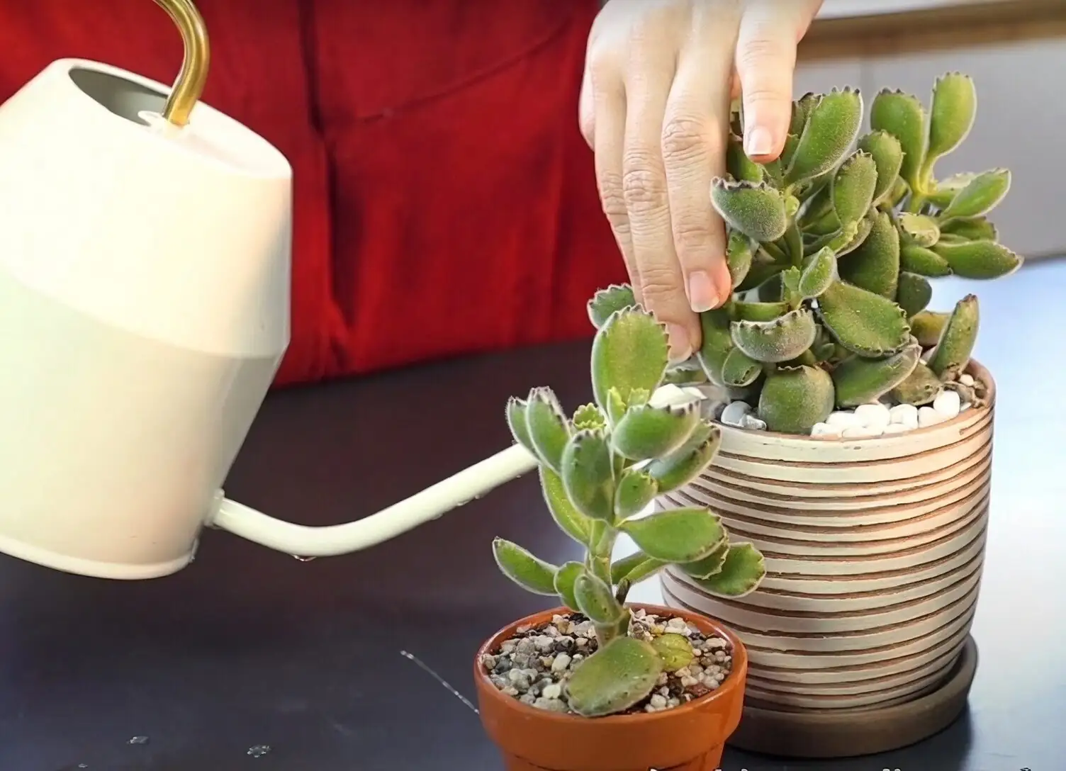 bear's paw succulent gritty soil watering