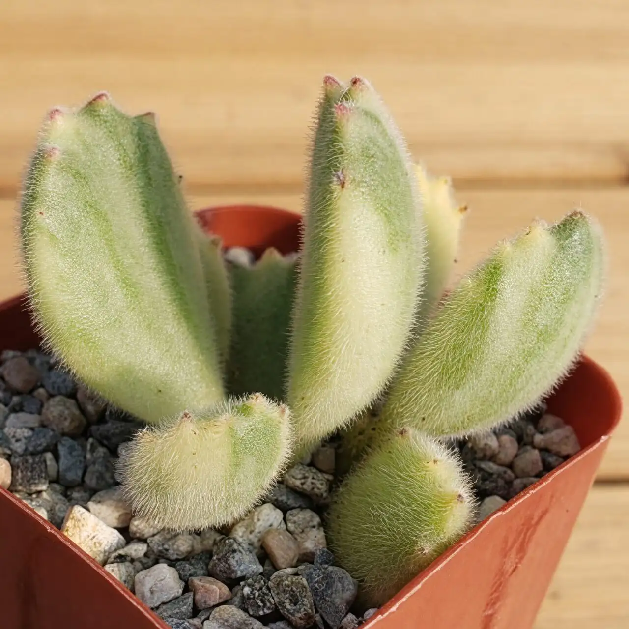 Why Do the “Claws” Turn Red? The Cute Science Behind Fuzzy Leaves and Blushing Tips