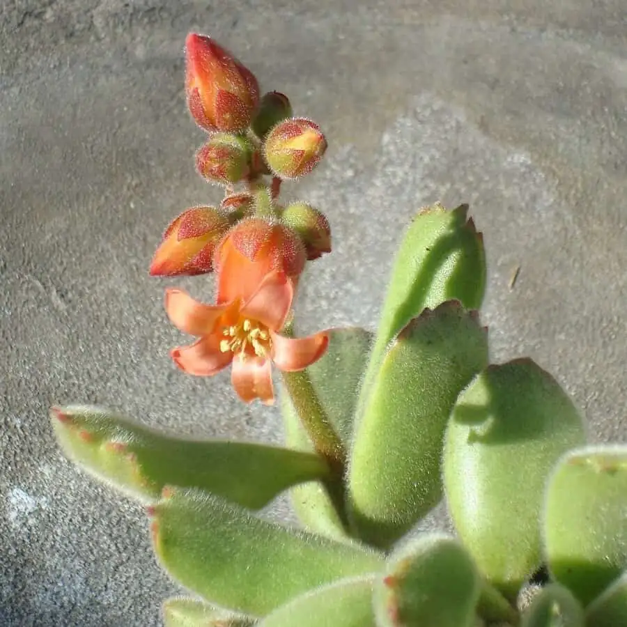 cotyledon tomentosa orange bell flowers