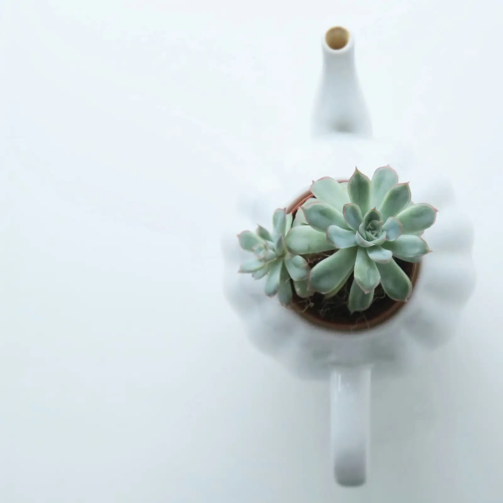 bear's paw succulent pastel pot