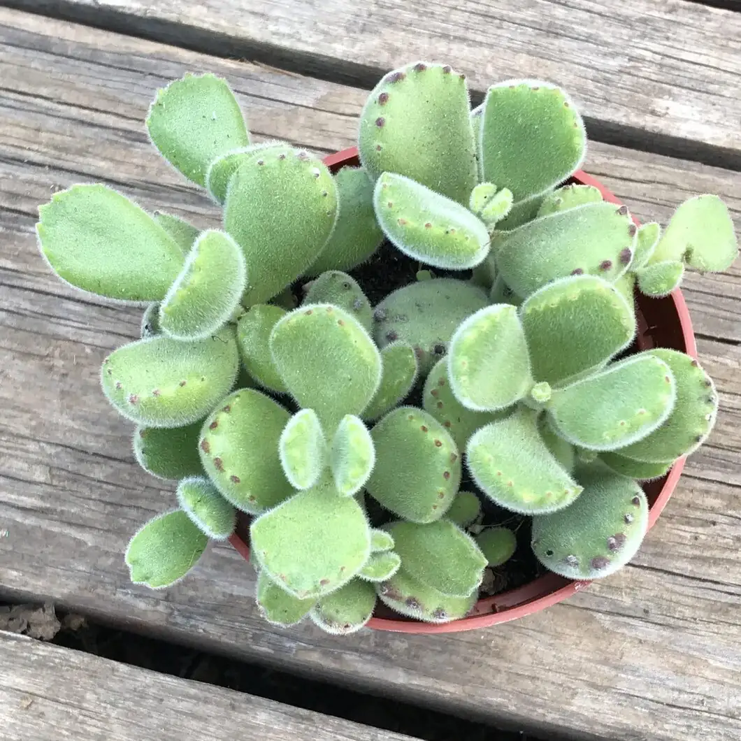 bear's paw succulent gift wrapping