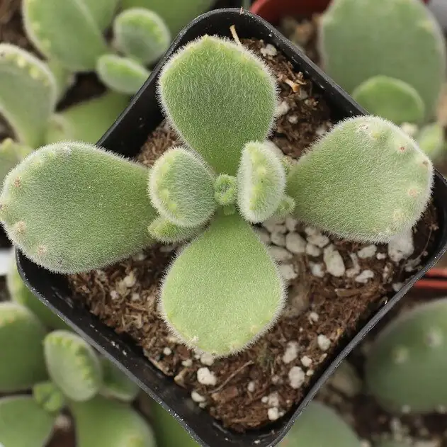 bear's paw stem cutting scissors