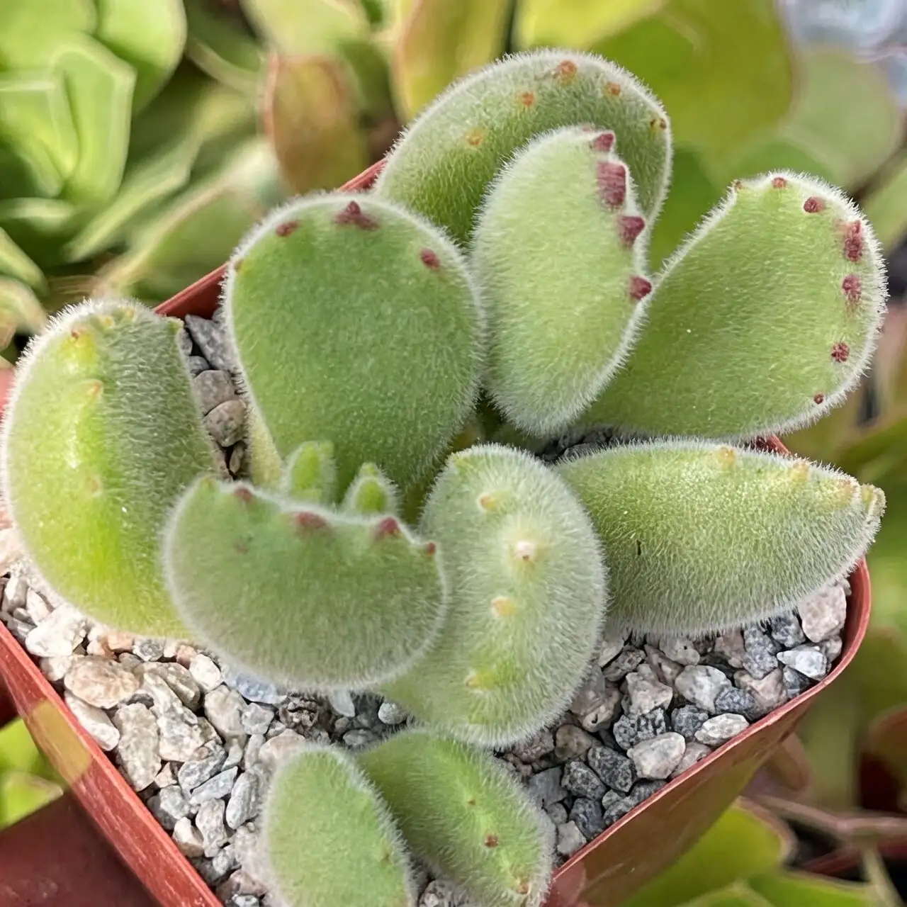 bear's paw cutting in pumice