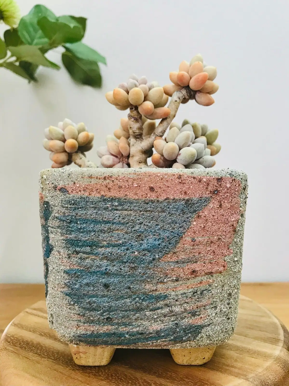 Soft + Sunny: Styling Bear’s Paw in Small Spaces Without Stretching It