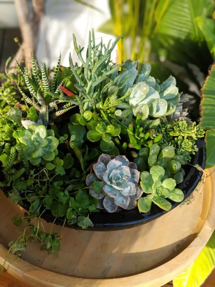 Build a Mini “Desert Meadow”: Companion Pairings That Keep Bear’s Paw Happy
