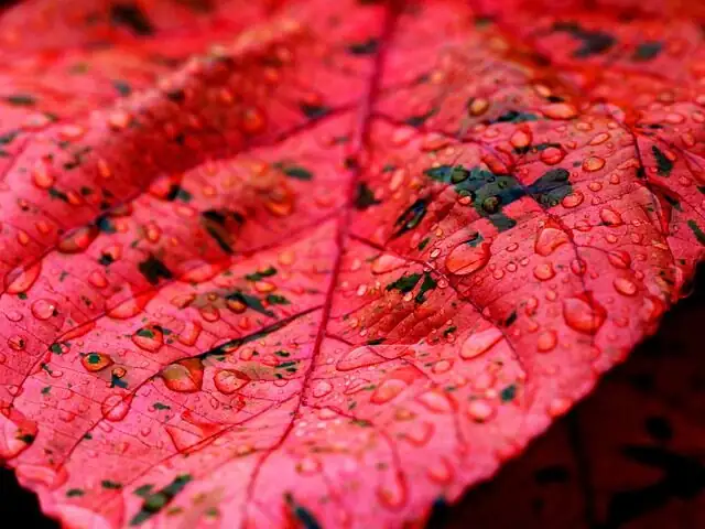 bear's paw leaf close-up red tips