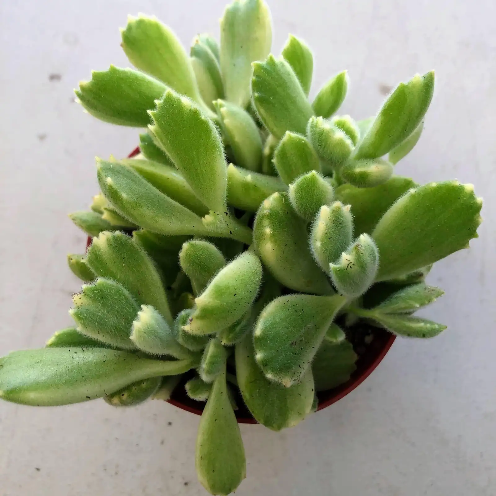 Green vs. Variegated Bear’s Paw: Sun, Stress, and Keeping Creamy Patches Safe