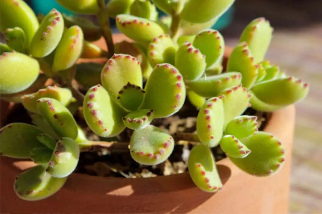 bear's paw succulent watering soil close-up