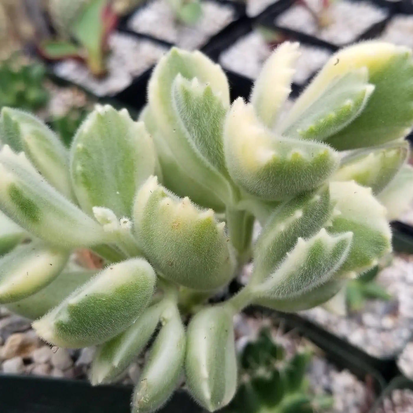 bear's paw succulent stem cuttings callus