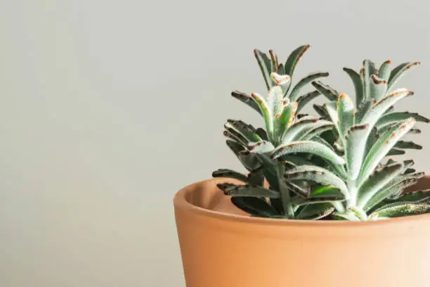 panda plant tall stem indoor pot