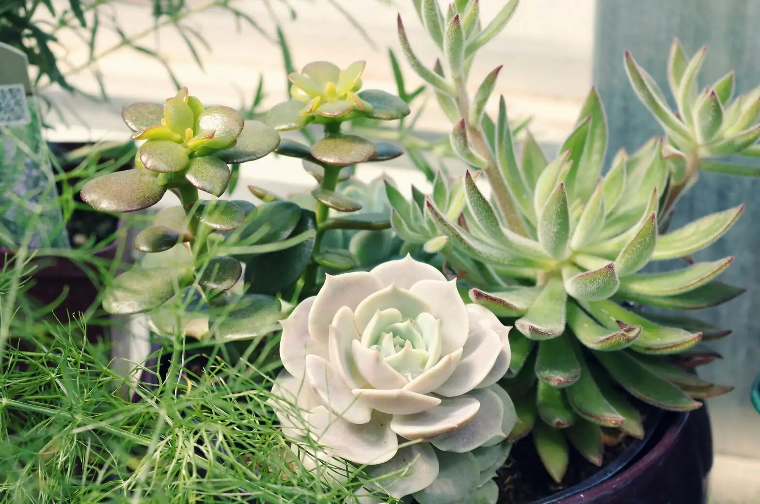 bear's paw succulent soil mix ingredients
