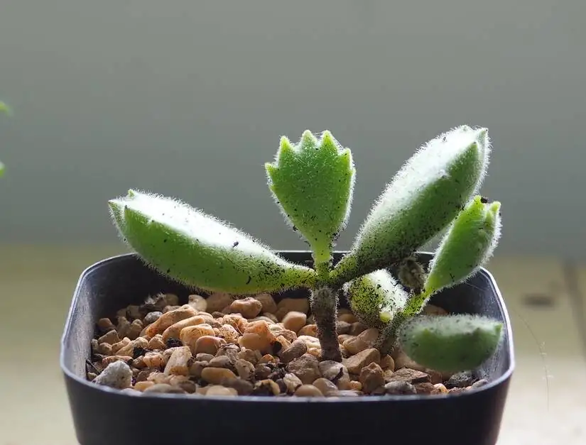 bear's paw succulent watering soil only