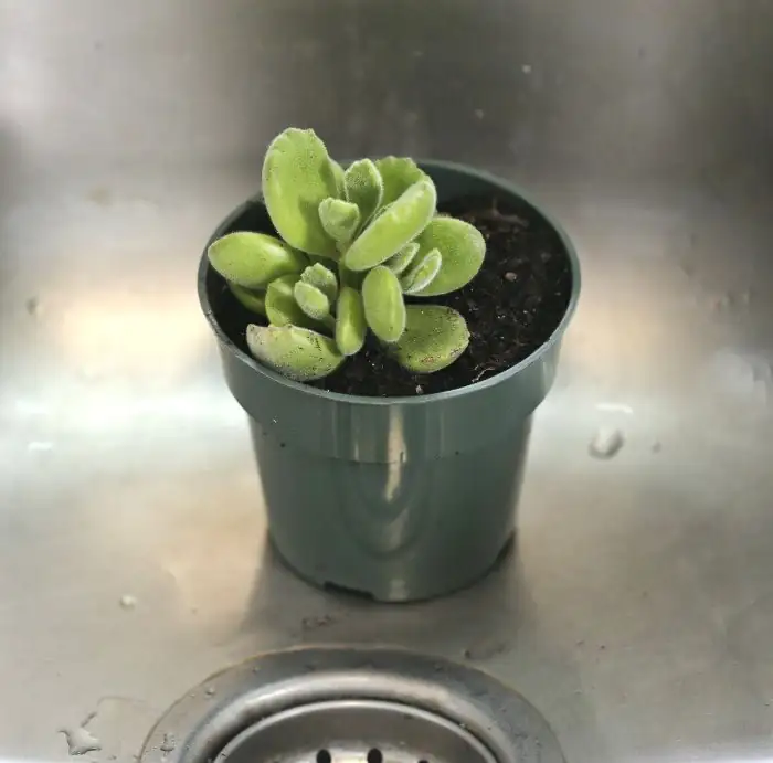 bear's paw succulent watering soil