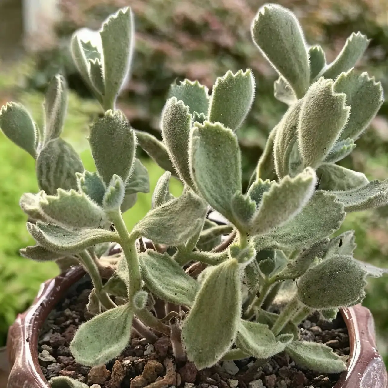 bear's paw succulent root rot cleanup