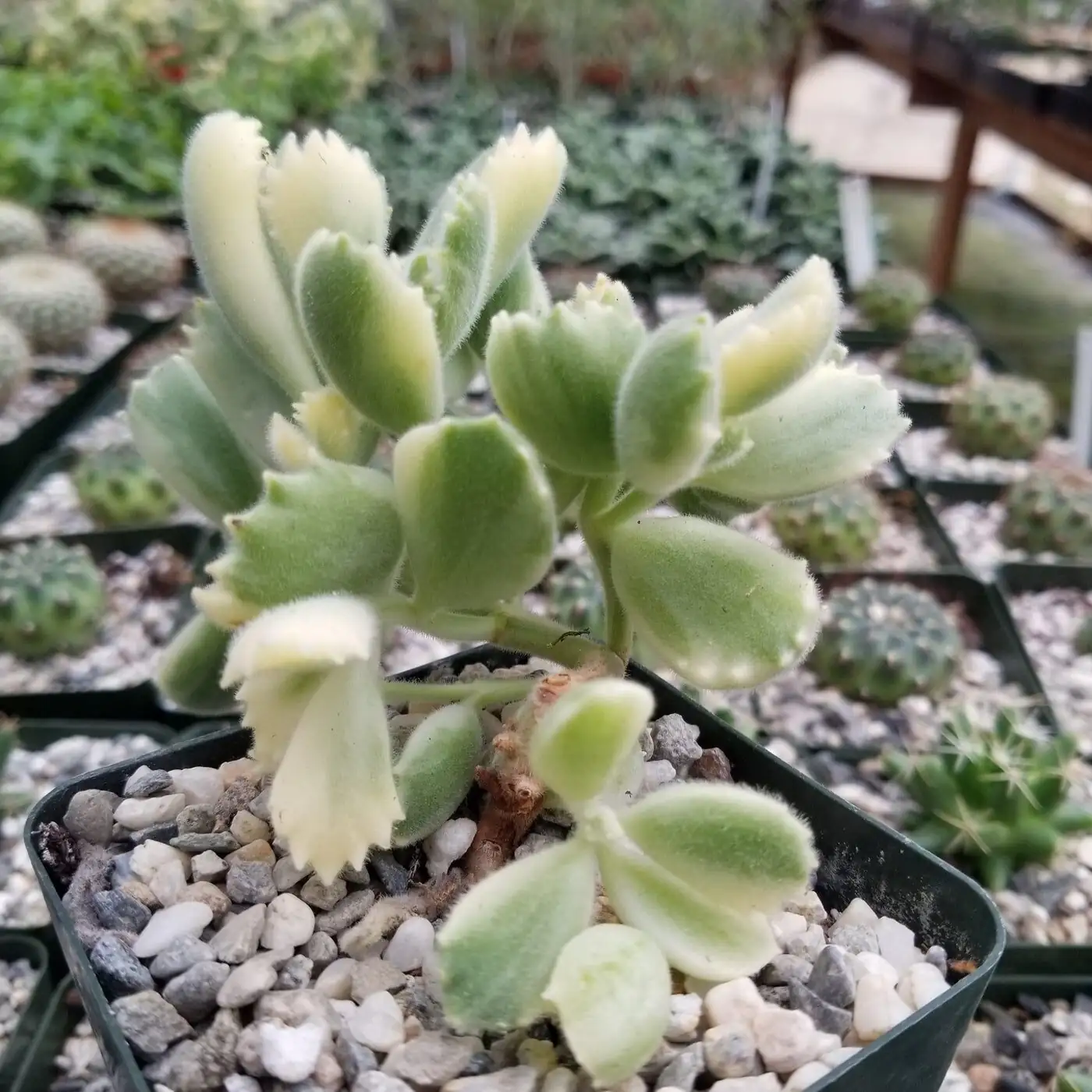 bear's paw succulent cuttings drying