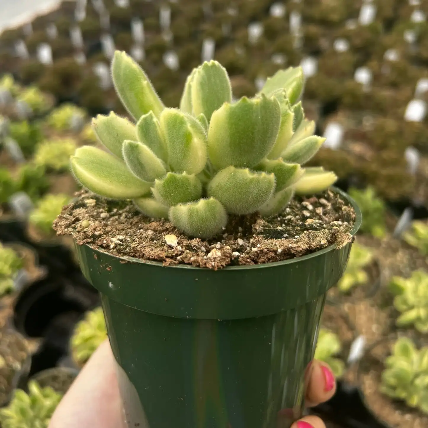 bear's paw succulent watering soil edge