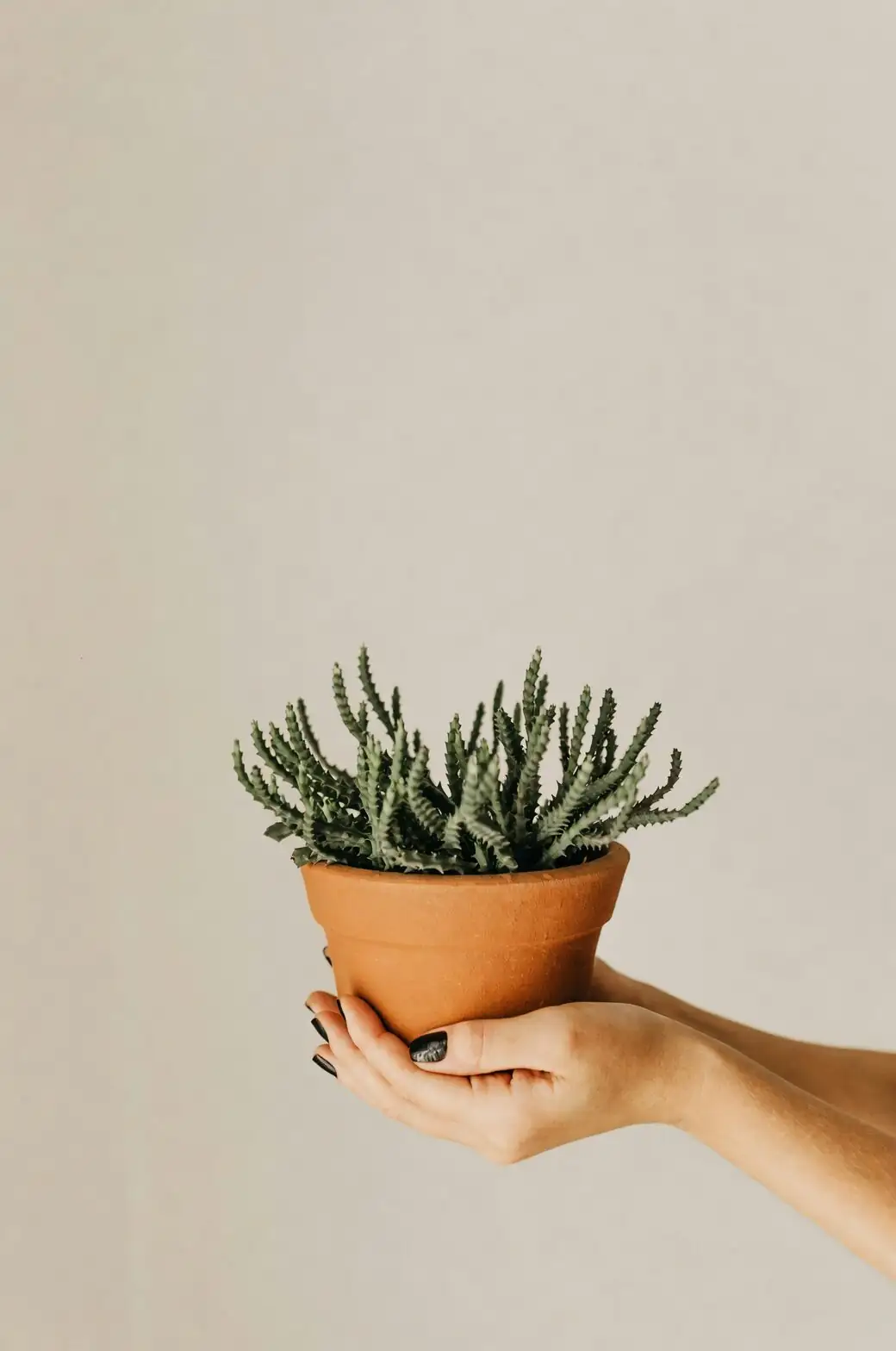 bear's paw succulent terracotta pot