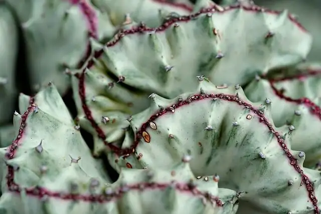 bear paw succulent mealybugs close-up