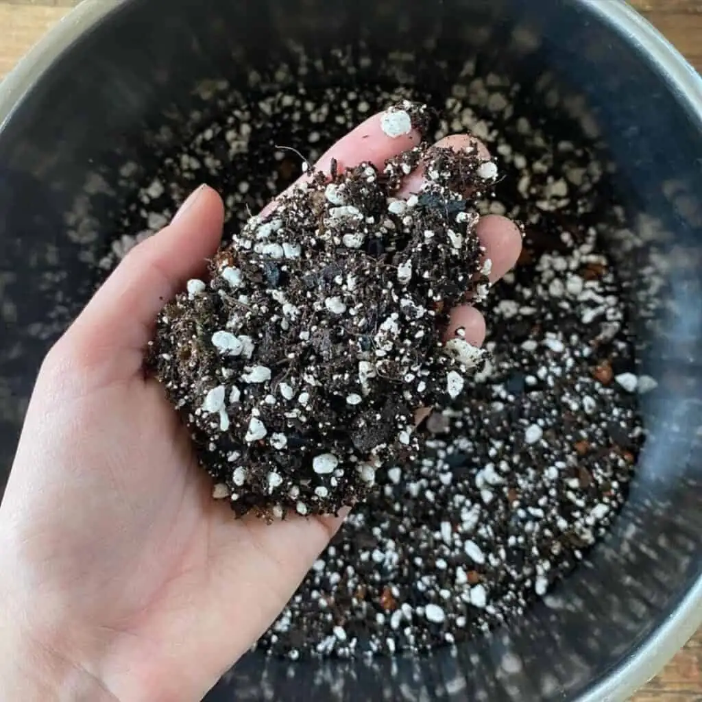 Chinese rose potting mix perlite