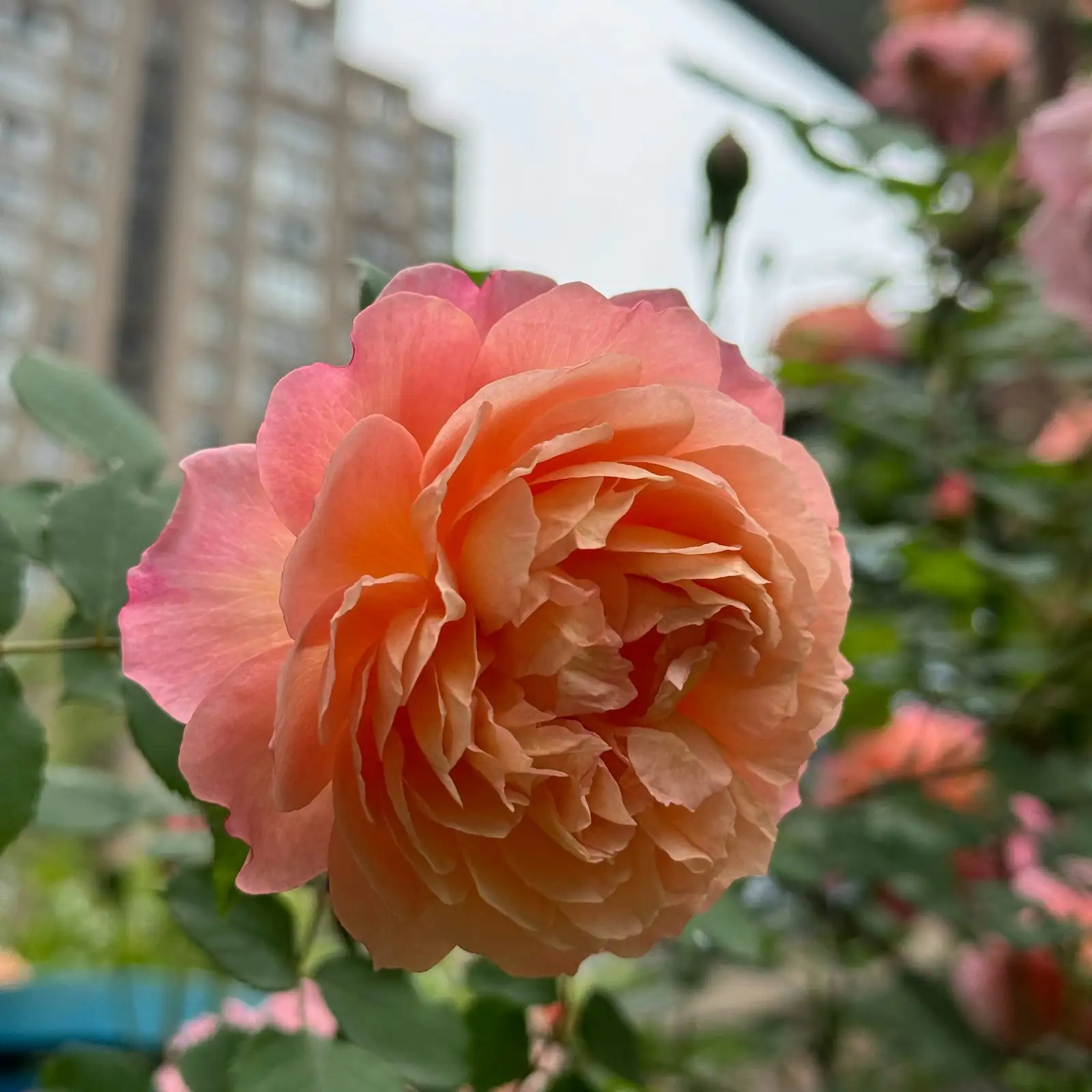 Chinese rose base watering can