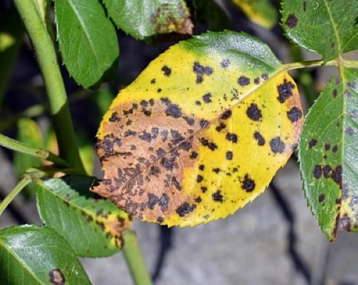Chinese rose black spot leaves close-up
